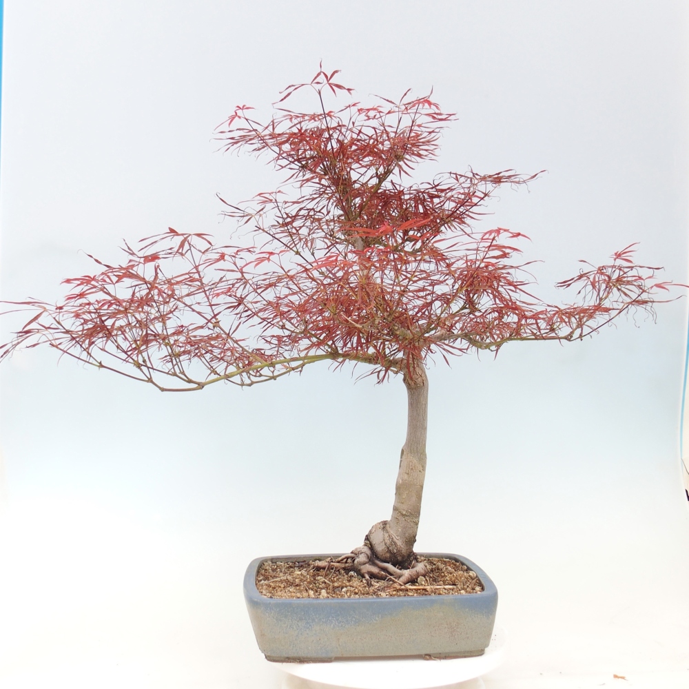 Vonkajší bonsaj - Acer palmatum RED PYGMY