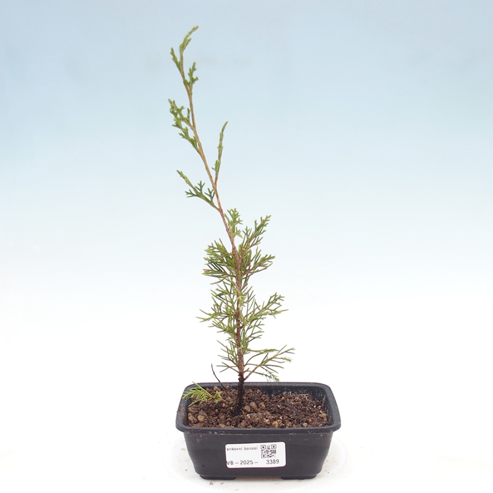 Vonkajší bonsaj - Juniperus chinensis Itoigawa