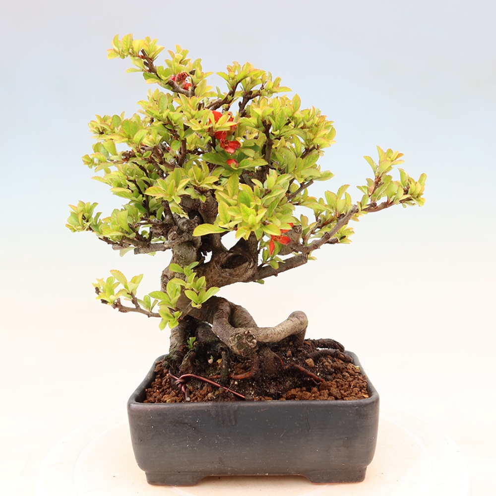 Vonkajší bonsaj - Chaneomeles speciosa Chojubai