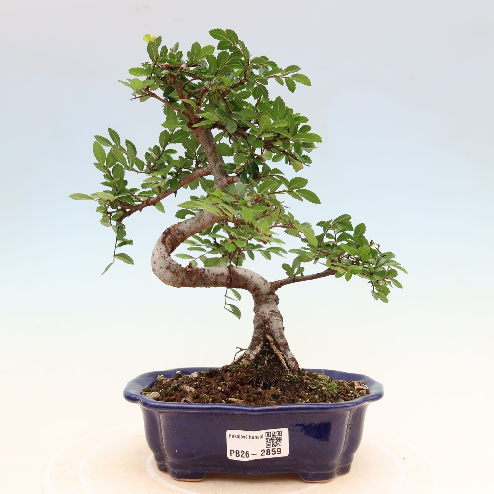 Izbový bonsaj - Ulmus parvifolia - brest malolistý