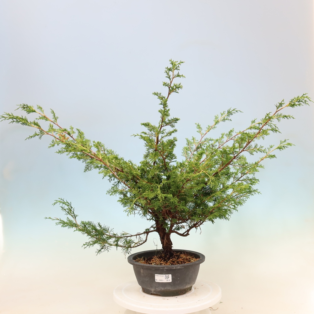 Vonkajší bonsaj - Juniperus chinensis Itoigawa