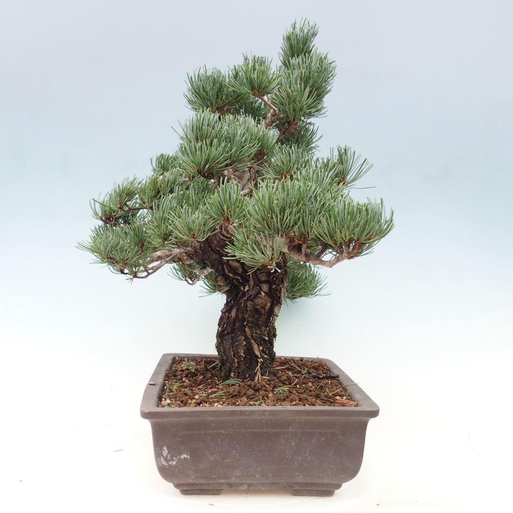 Vonkajšie bonsai - Pinus parviflora - Borovica drobnokvetá