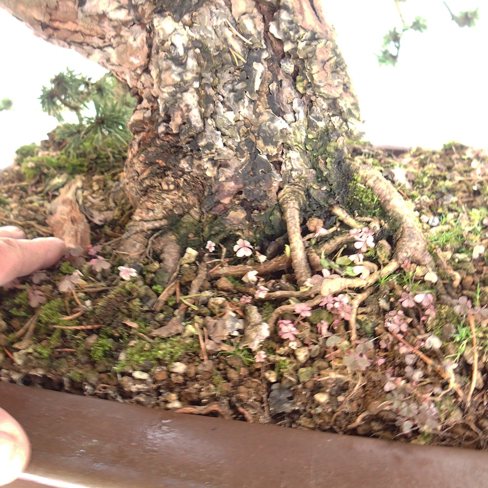 Yamadori - Pinus sylvestris Španielsko