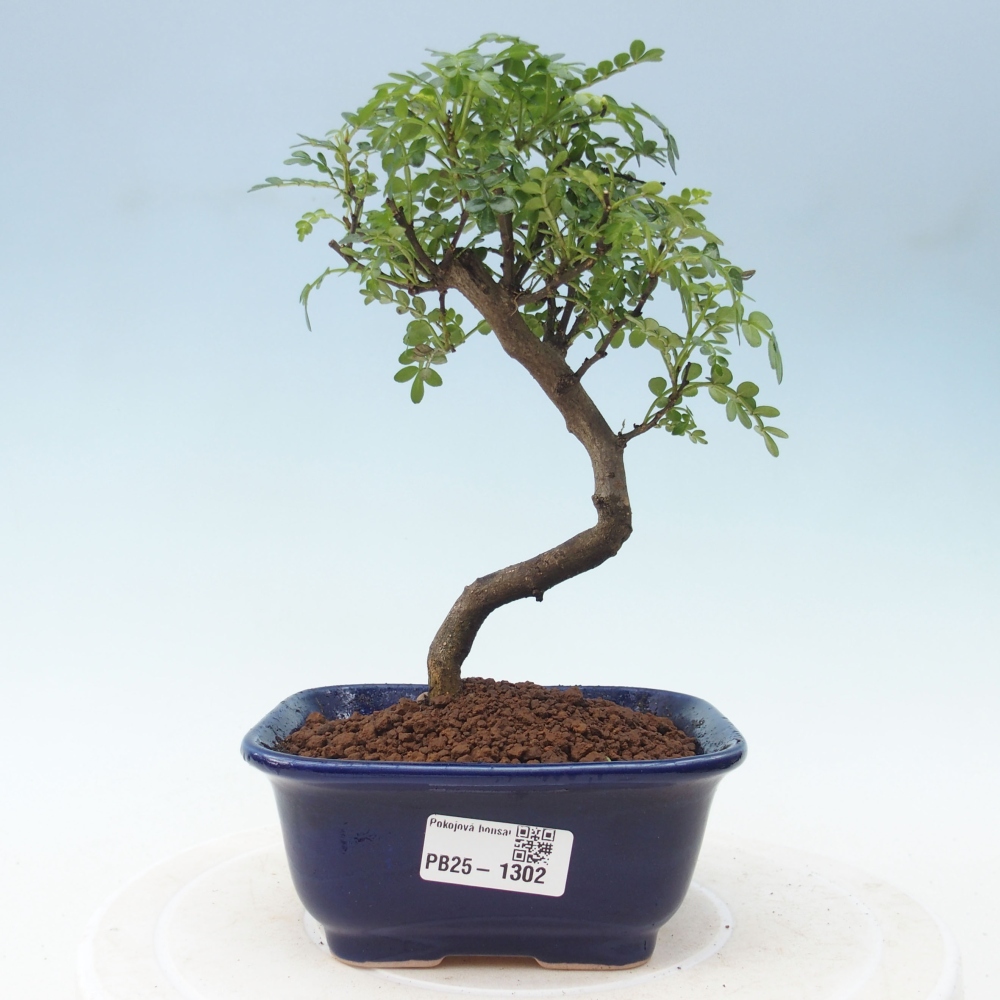 Izbová bonsai - Zantoxylum piperitum - piepor
