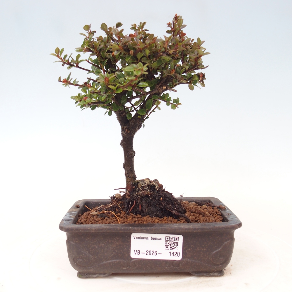 Vonkajšie bonsaje - Cotoneaster horizontalis - Skalnaté hory