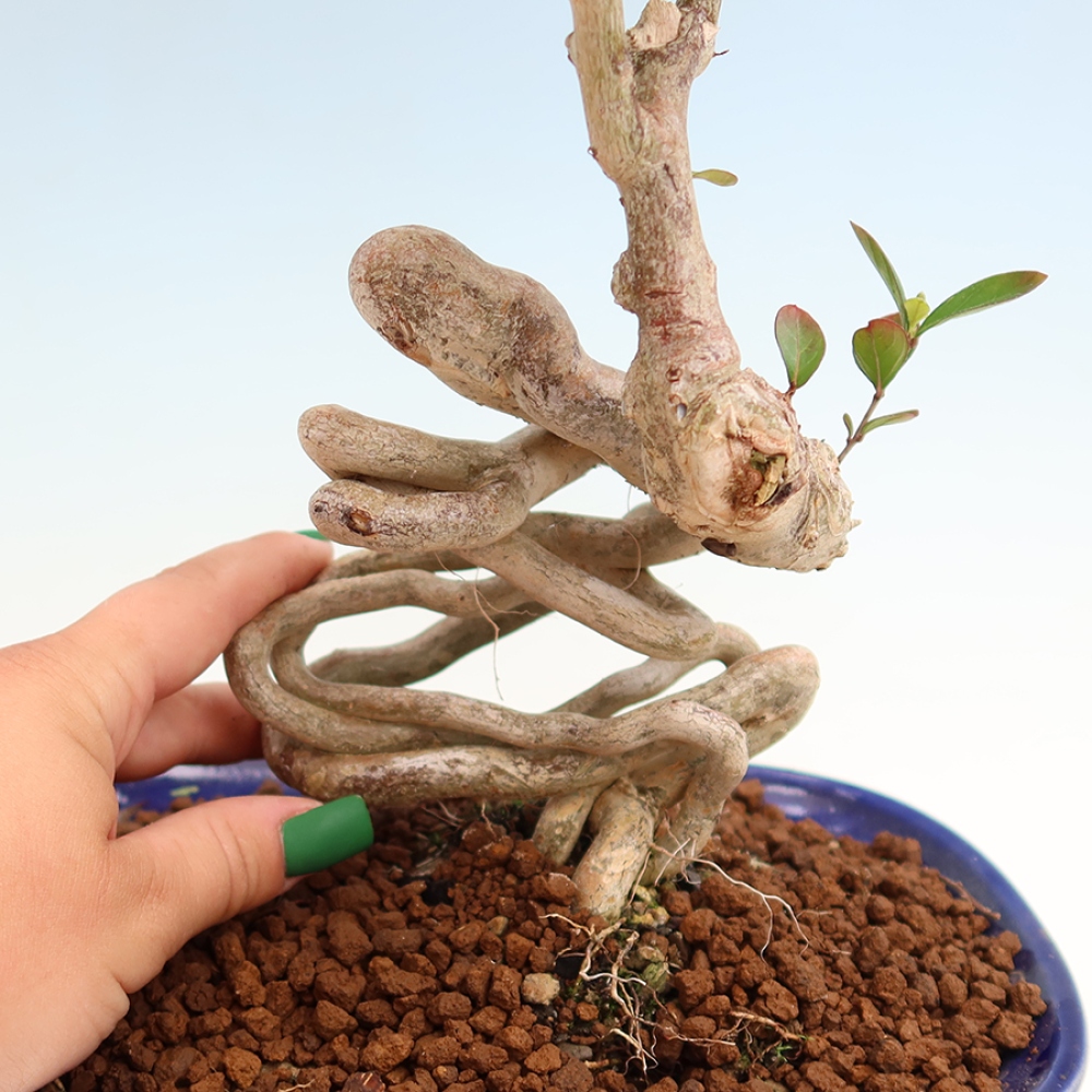 Izba bonsai – Lagerstroemia indica – indický orgován