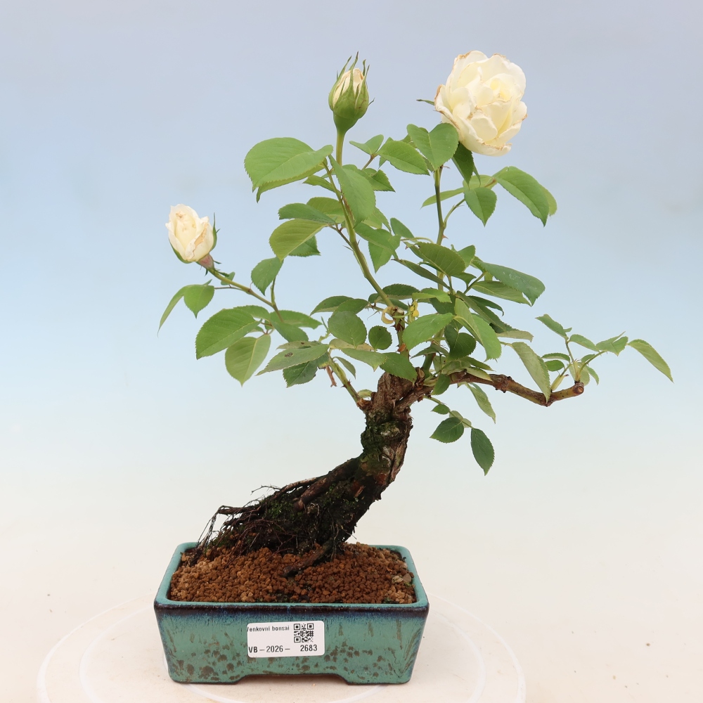 Vonkajšie bonsaje – Rosa Kordes – ruže