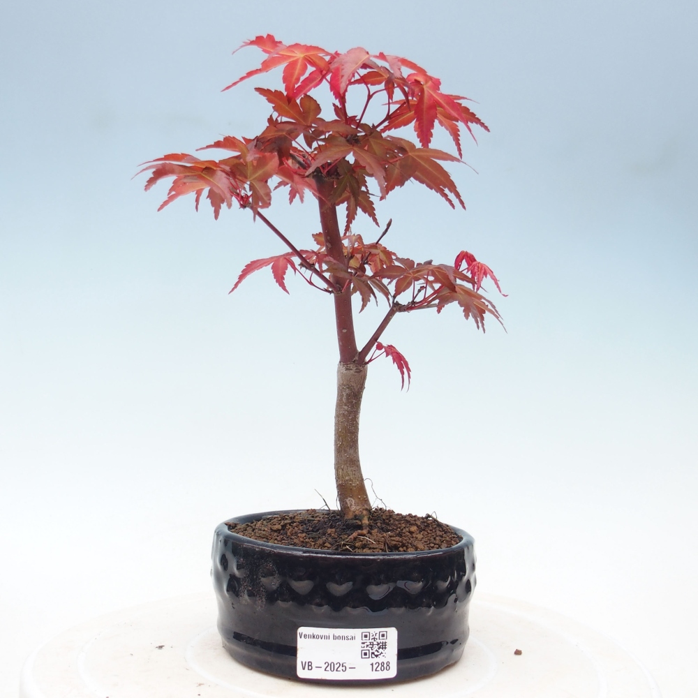 Vonkajšie bonsai - Javor dlaňolistý - Acer palmatum DESHOJO