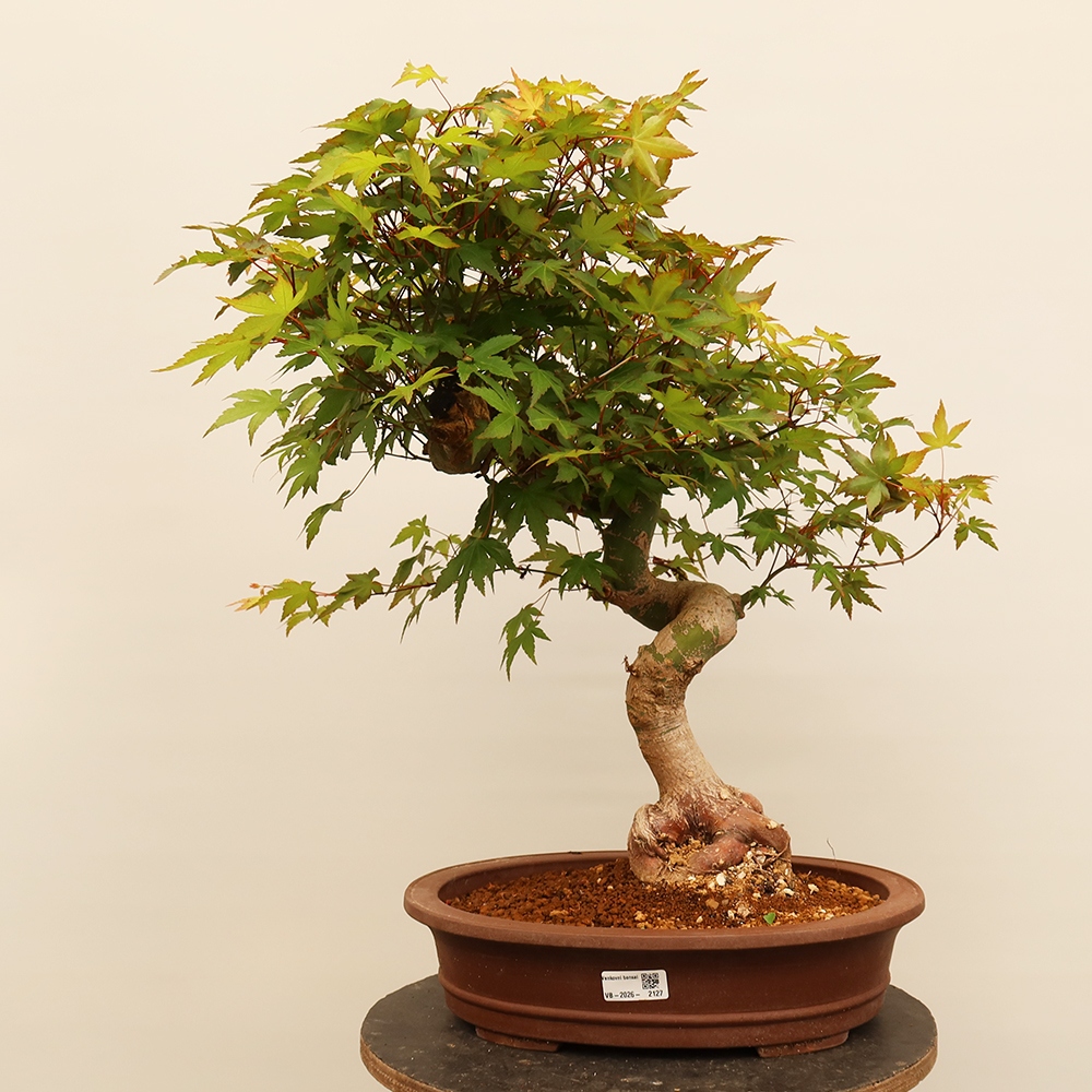 Vonkajšie bonsaje - Maple palmatum - Palmy
