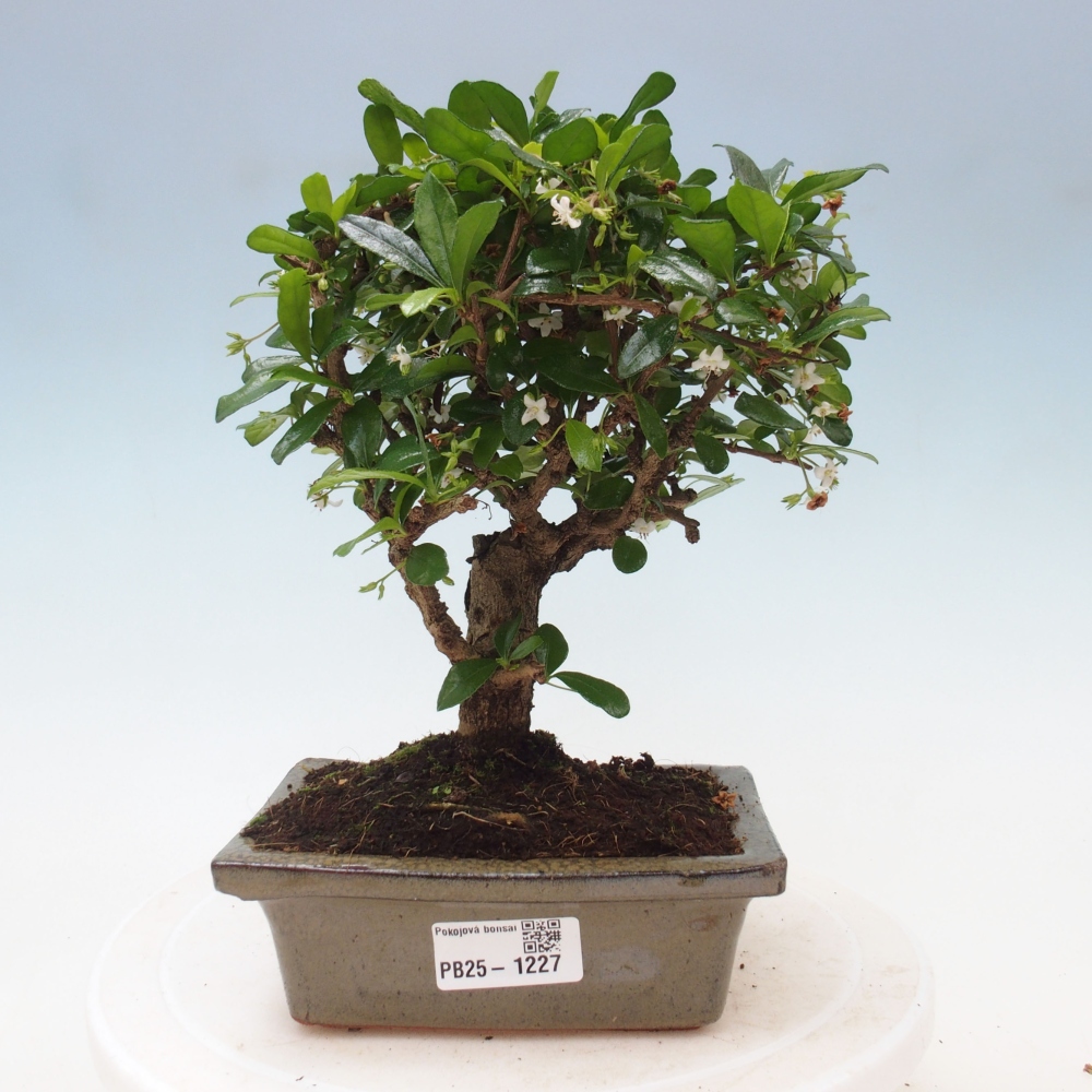 Izbová bonsai - Carmona macrophylla - Čaj fuki