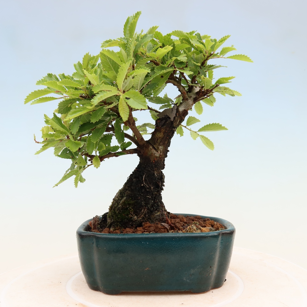Vonkajšie bonsaje - Zelkova - Zelkova NIRE