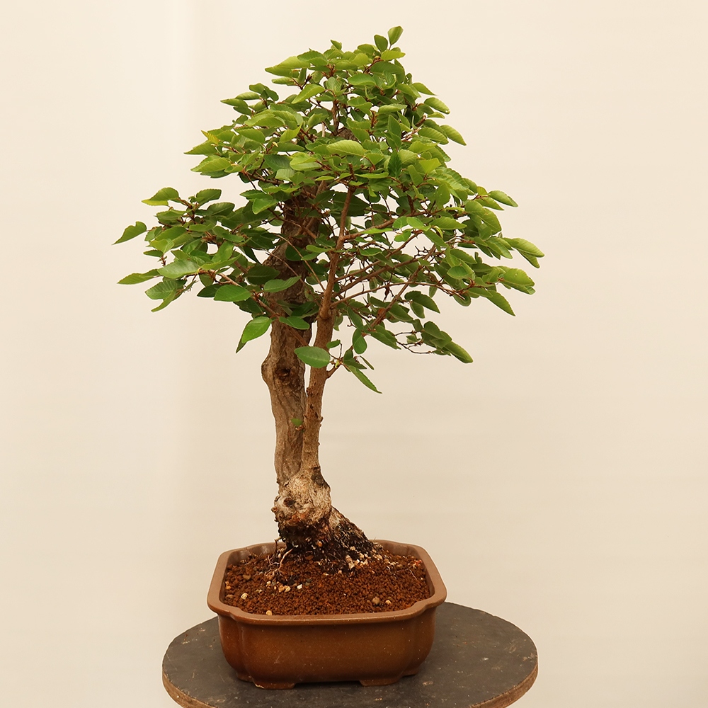 Vonkajší bonsai -Carpinus Coreana - Hrab kórejský