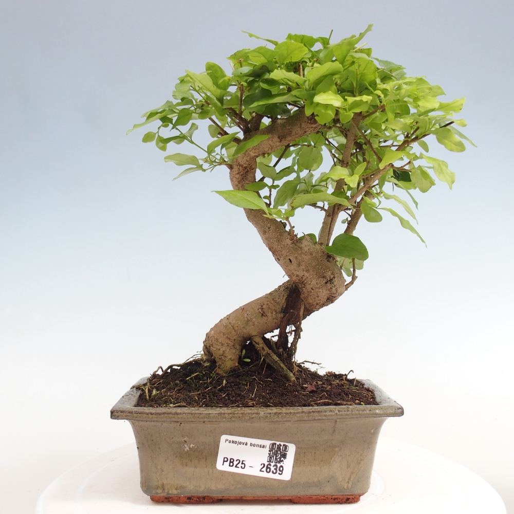 Izbová bonsai -Ligustrum chinensis - Vtáčí zob