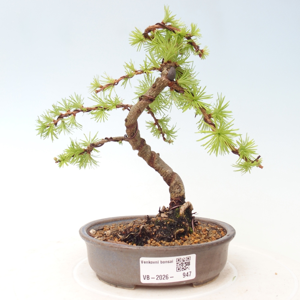 Vonkajšie bonsaje - Larix Kaempferi - Japonský smrekovec