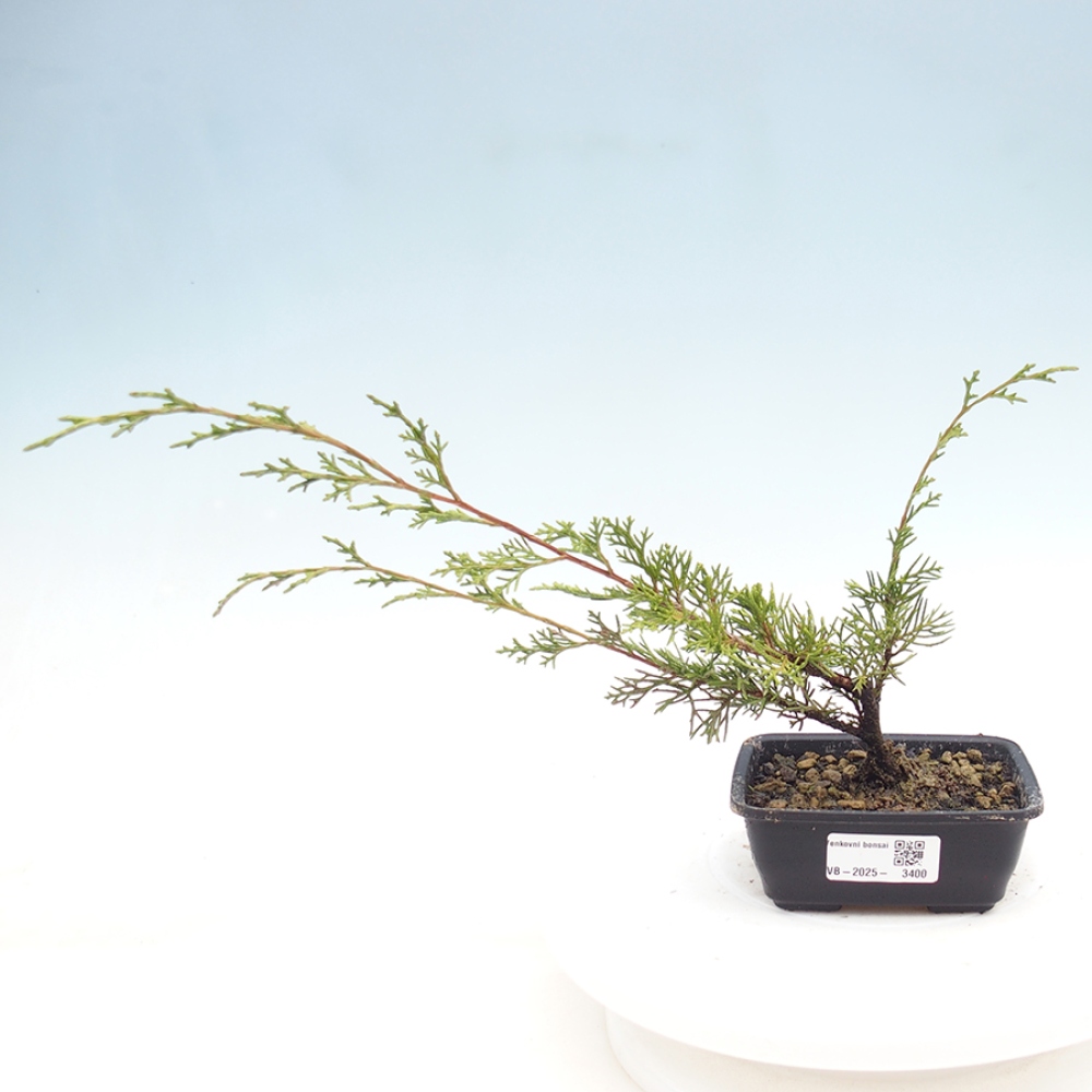Vonkajší bonsai - Juniperus chinensis Itoigawa -Jalovec čínsky