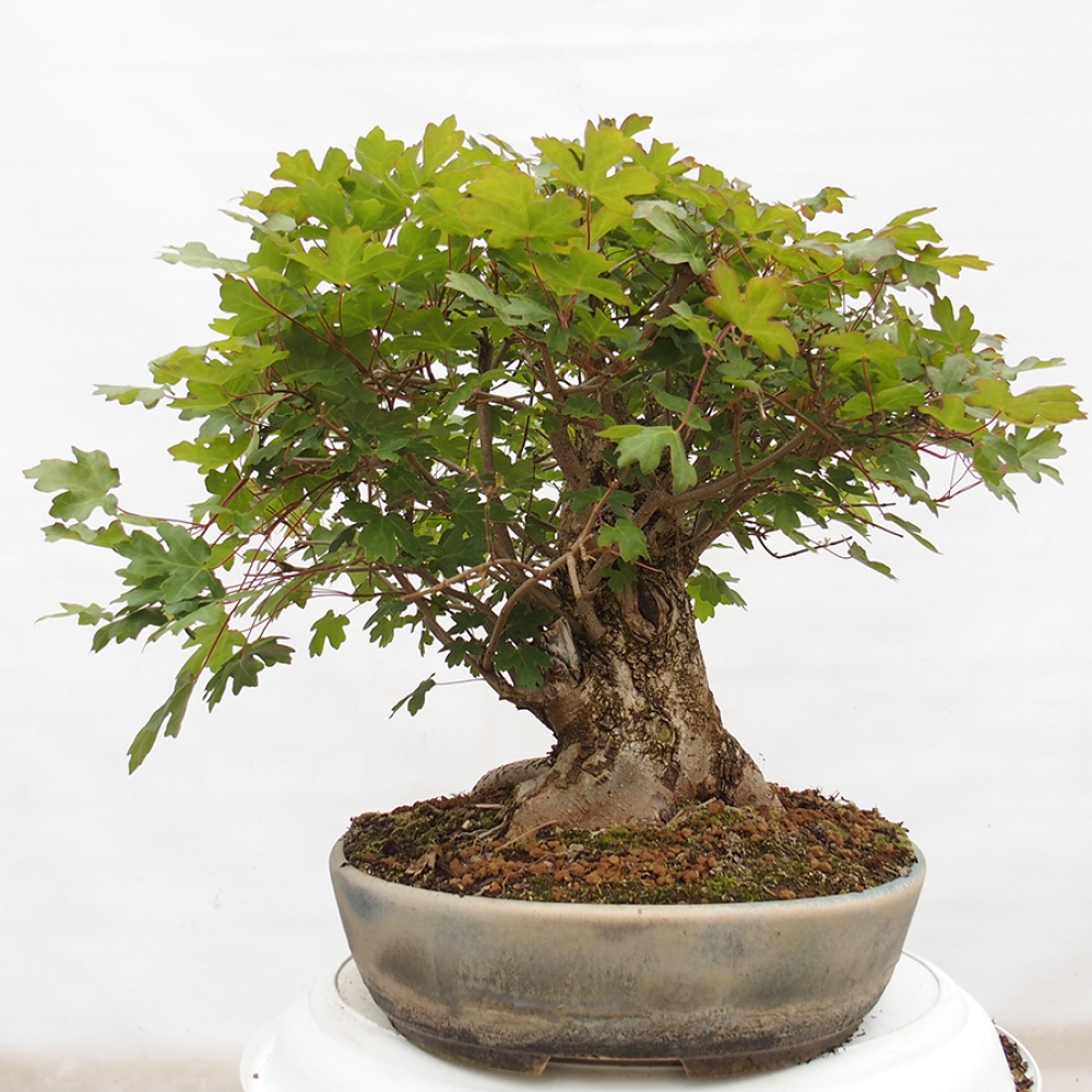 Vonkajší bonsai -Javor babyka - Acer campestre