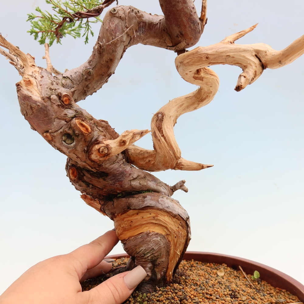 Vonkajší bonsai – Juniperus chinensis Itoigawa – čínsky jalovec