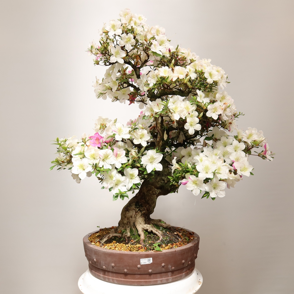 Vonkajšie bonsaje – Japonská azalka – Azalea Kotobokietsu