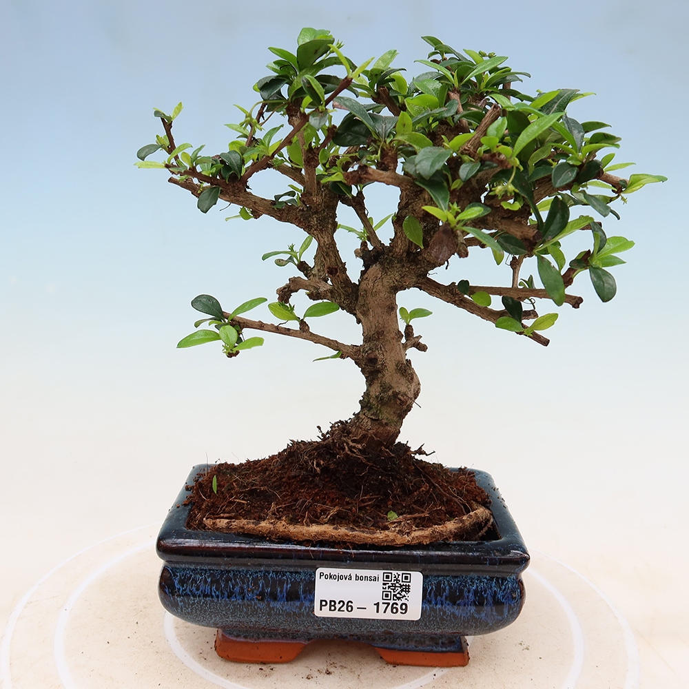 Izbové bonsaje - Carmona macrophylla - Tea fuki