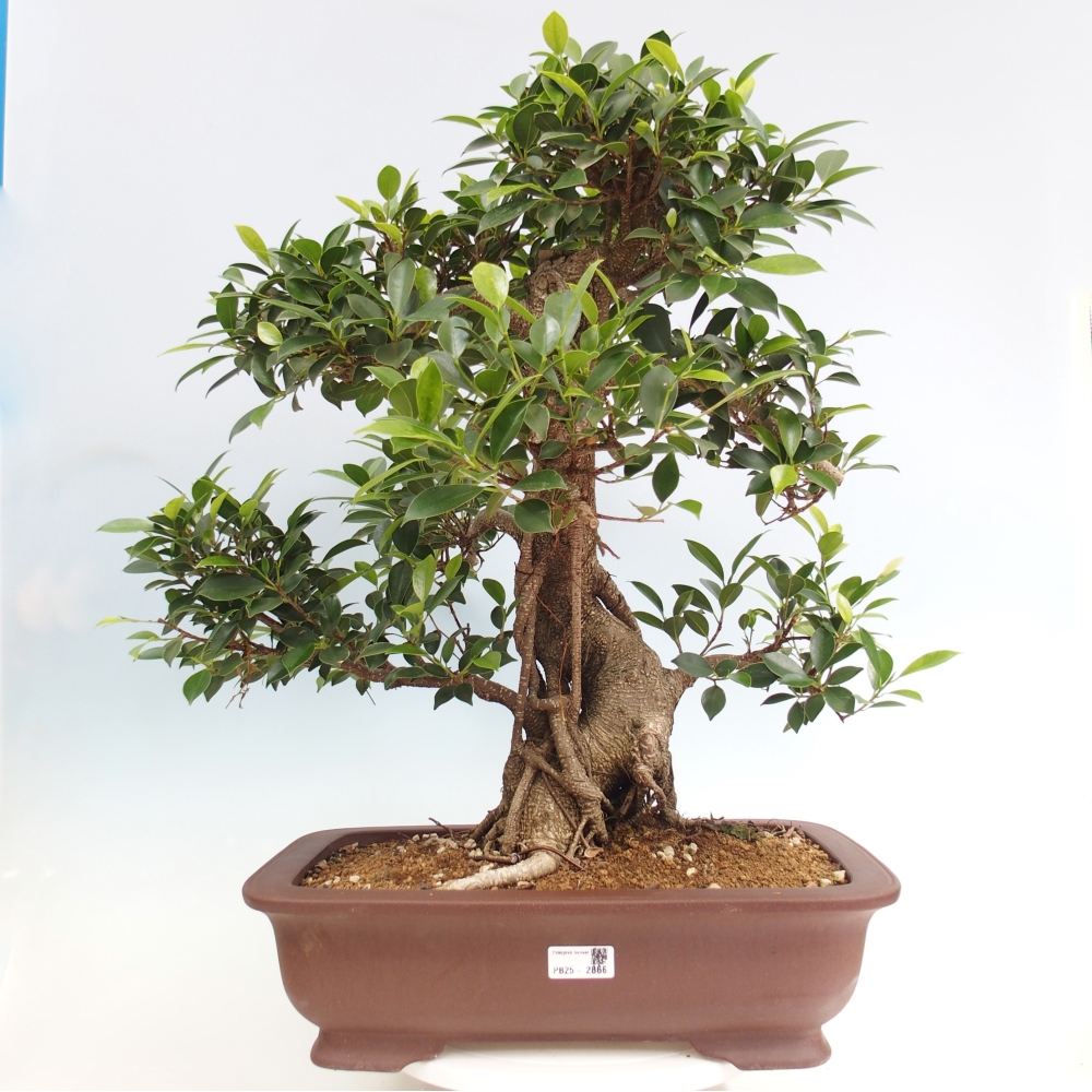 Izbový bonsaj - Ficus kimmen - drobnolistý fikus - len osobný odber alebo preprava na paletách