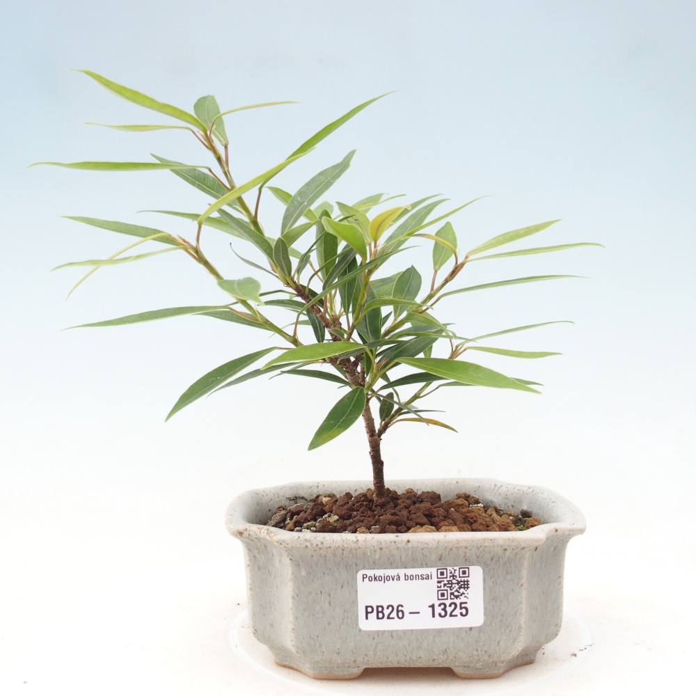 Izbové bonsaje - Ficus nerifolia - fíkus drobnolistý
