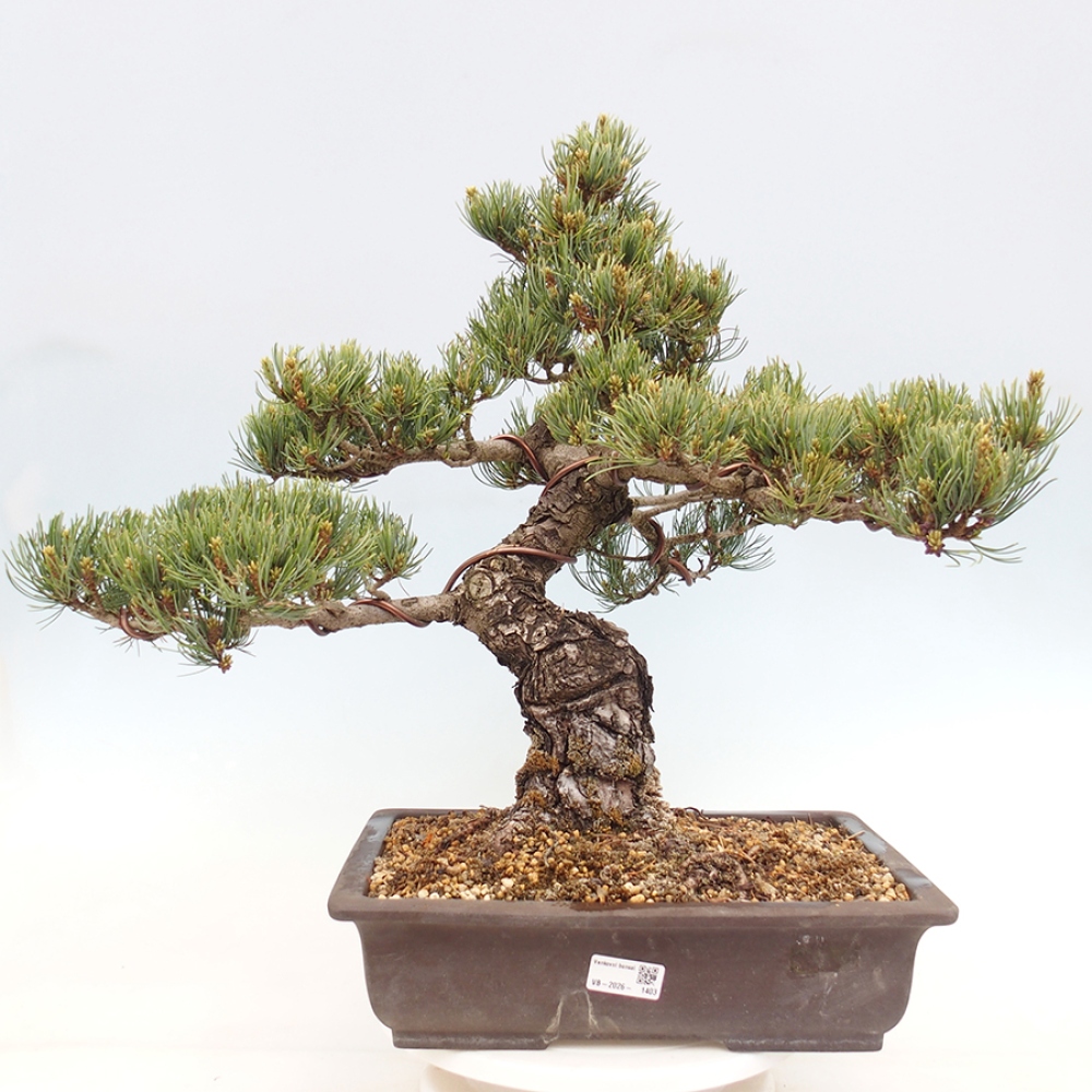Vonkajšie bonsaje - Pinus parviflora - Pinus parviflora