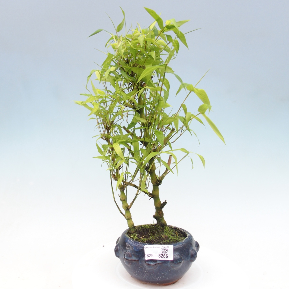 Izbové bonsaje - Bambusové brucho - Bambusové brucho