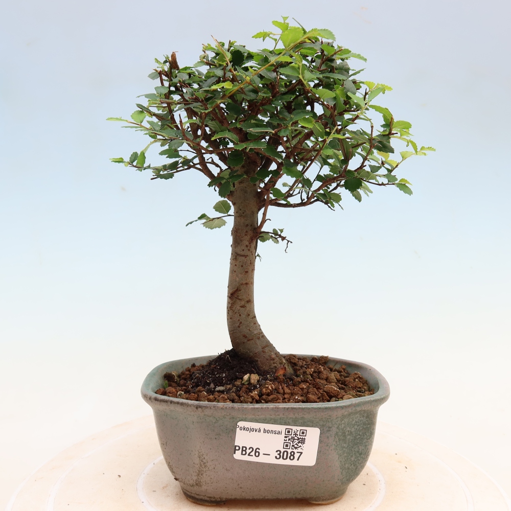 Izbový bonsaj - Ulmus parvifolia - brest malolistý