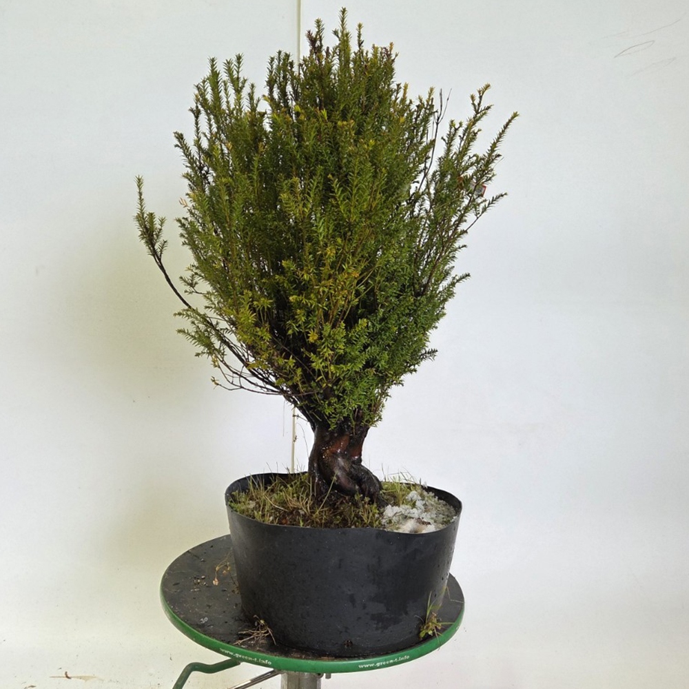 Vonkajší bonsaj japonský tis - Taxus cuspidata