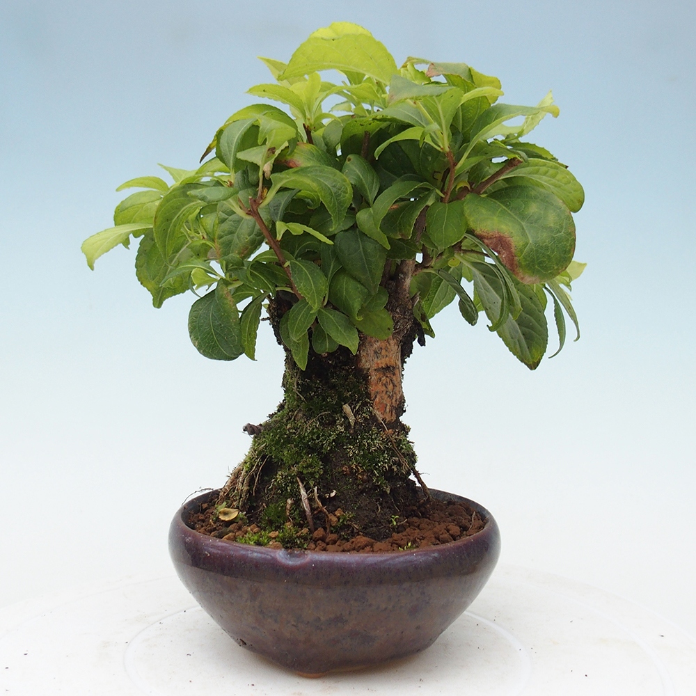 Vonkajšie bonsai - Celastrus Jesenec