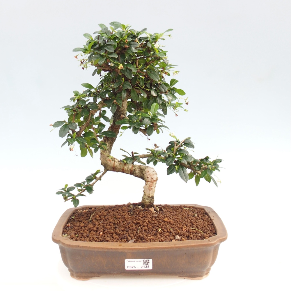 Izbová bonsai - Carmona macrophylla - Čaj fuki