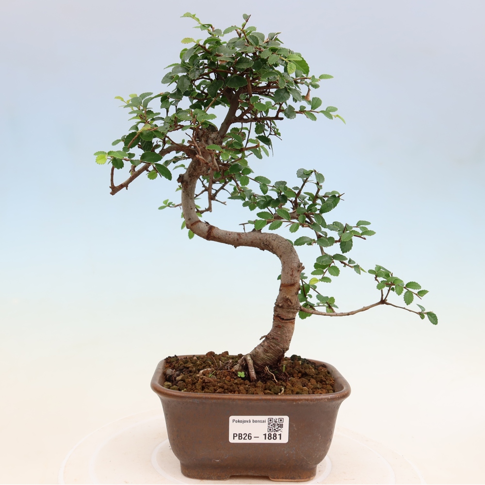Izbový bonsaj - Ulmus parvifolia - brest malolistý
