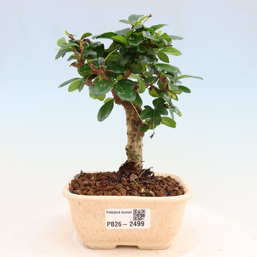 Izbové bonsaje - Carmona macrophylla - Tea fuki