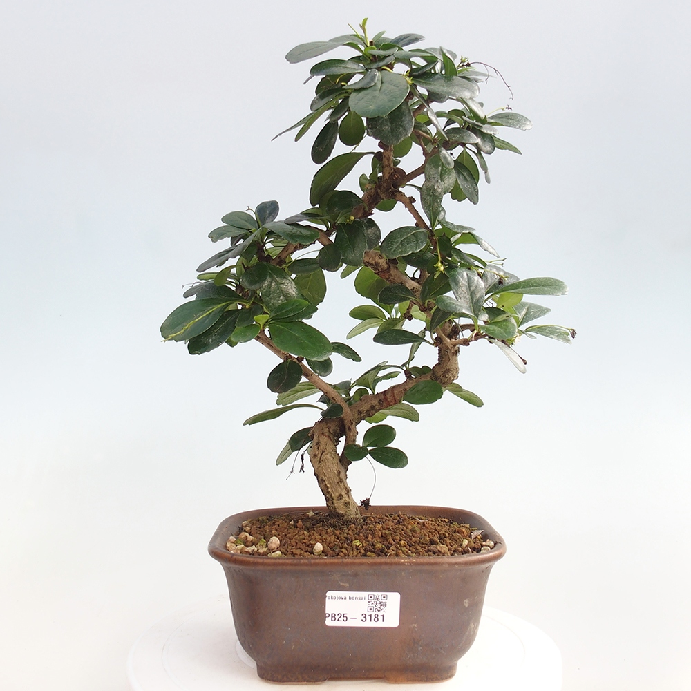 Izbová bonsai - Carmona macrophylla - Čaj fuki