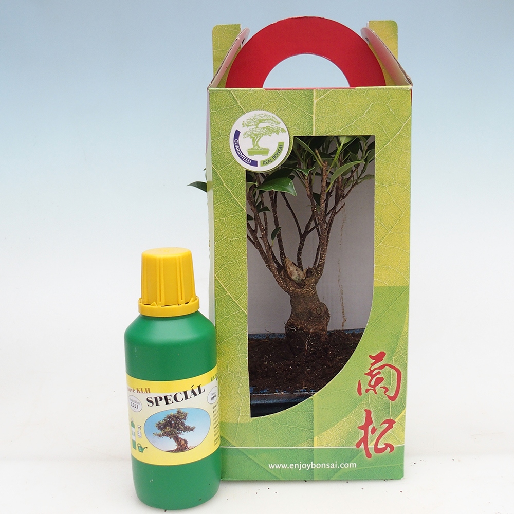 Izbový bonsaj v darčekovej krabičke Ficus retusa - drobnolistý fikus