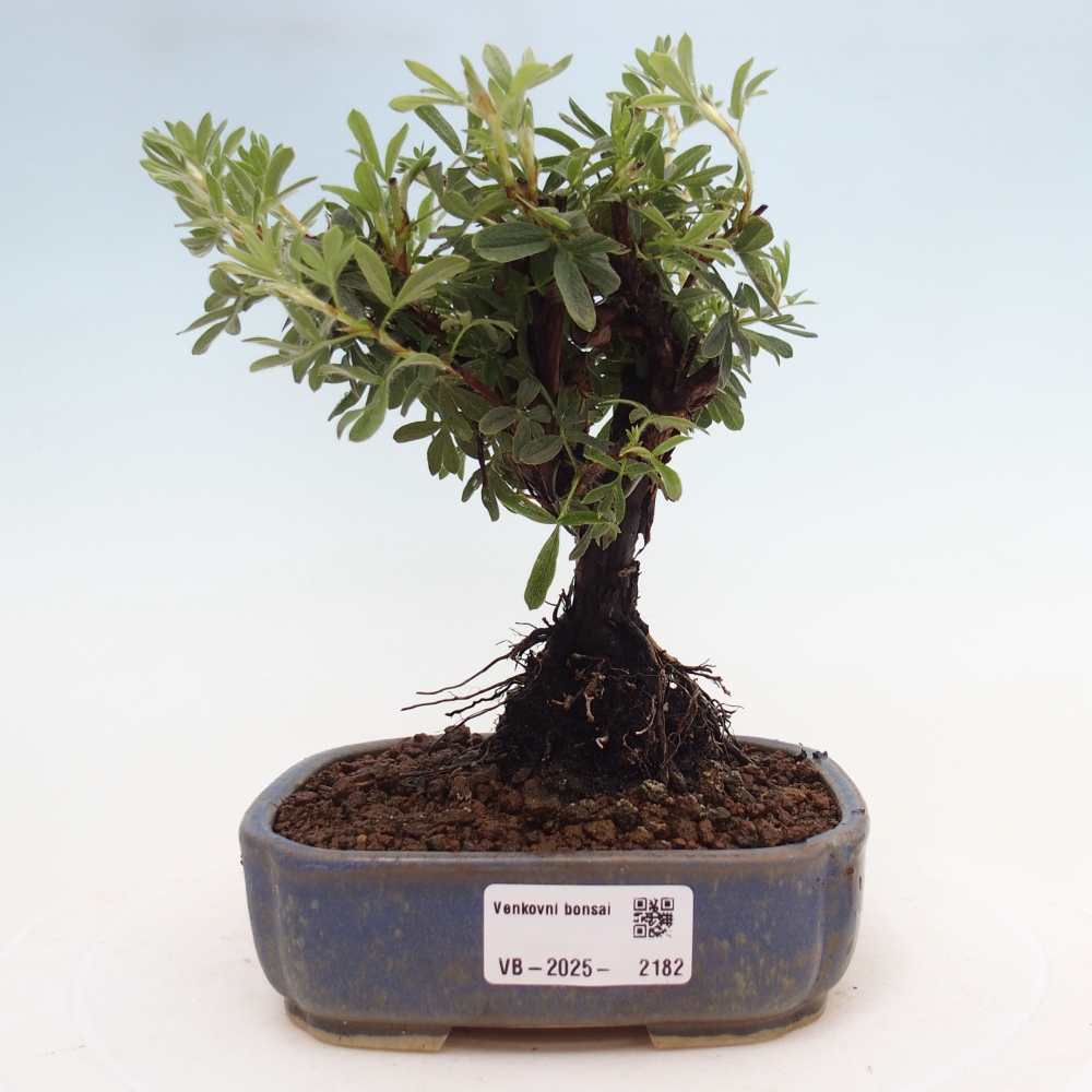 Vonkajšia bonsai-Nátržník krovitá - potentila fruticosa yellow Bird