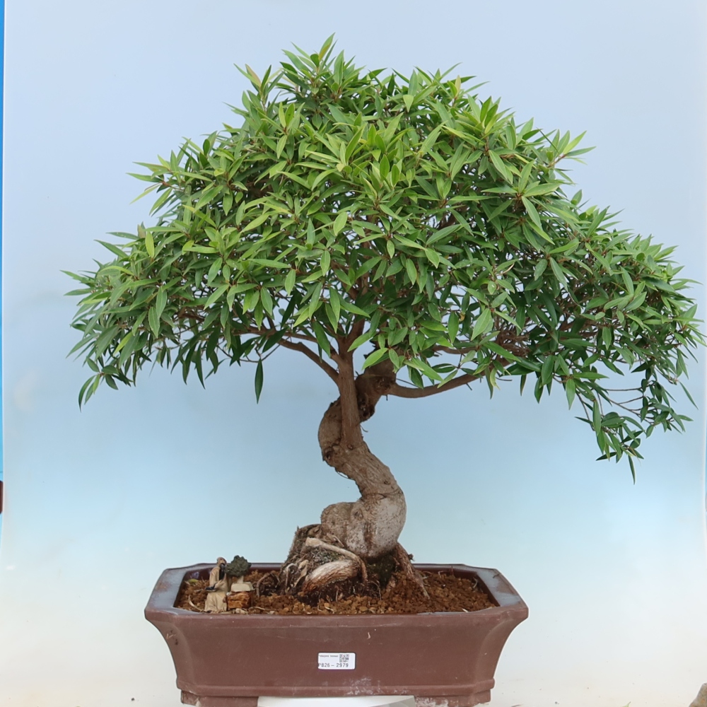 Izbové bonsaje - Ficus nerifolia - fíkus drobnolistý
