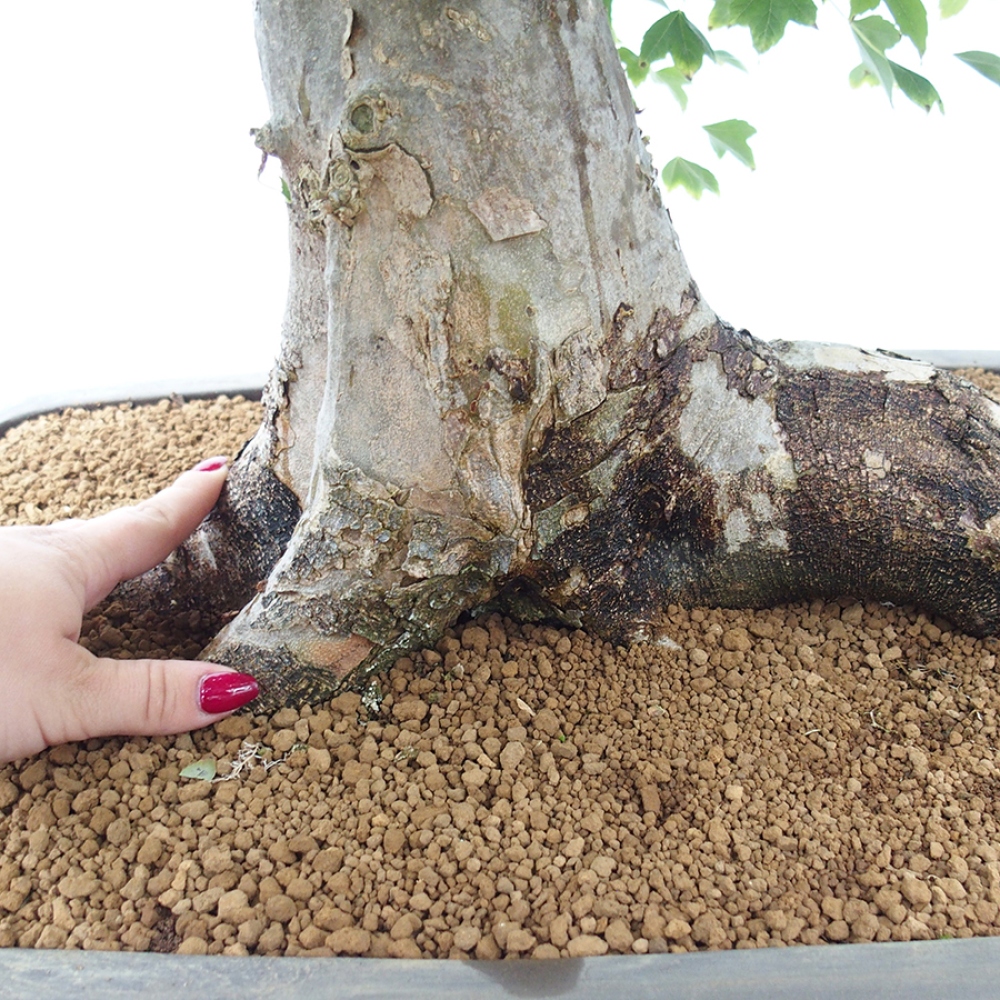 Vonkajšie bonsai - Javor Buergerianum - Javor Burgerův