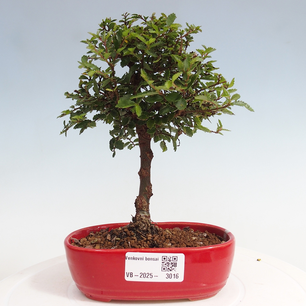 Vonkajší bonsai - Ulmus parvifolia Sagei - Malolistý brest