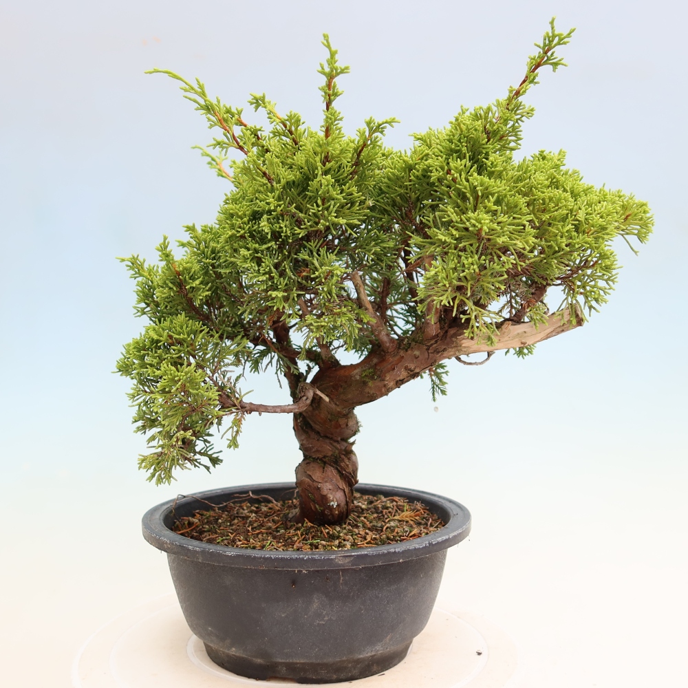 Vonkajší bonsai – Juniperus chinensis Itoigawa – čínsky jalovec