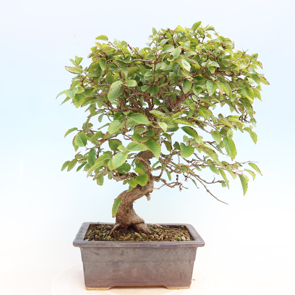 Vonkajšie bonsaje -Carpinus CARPINOIDES - Hrab kórejský