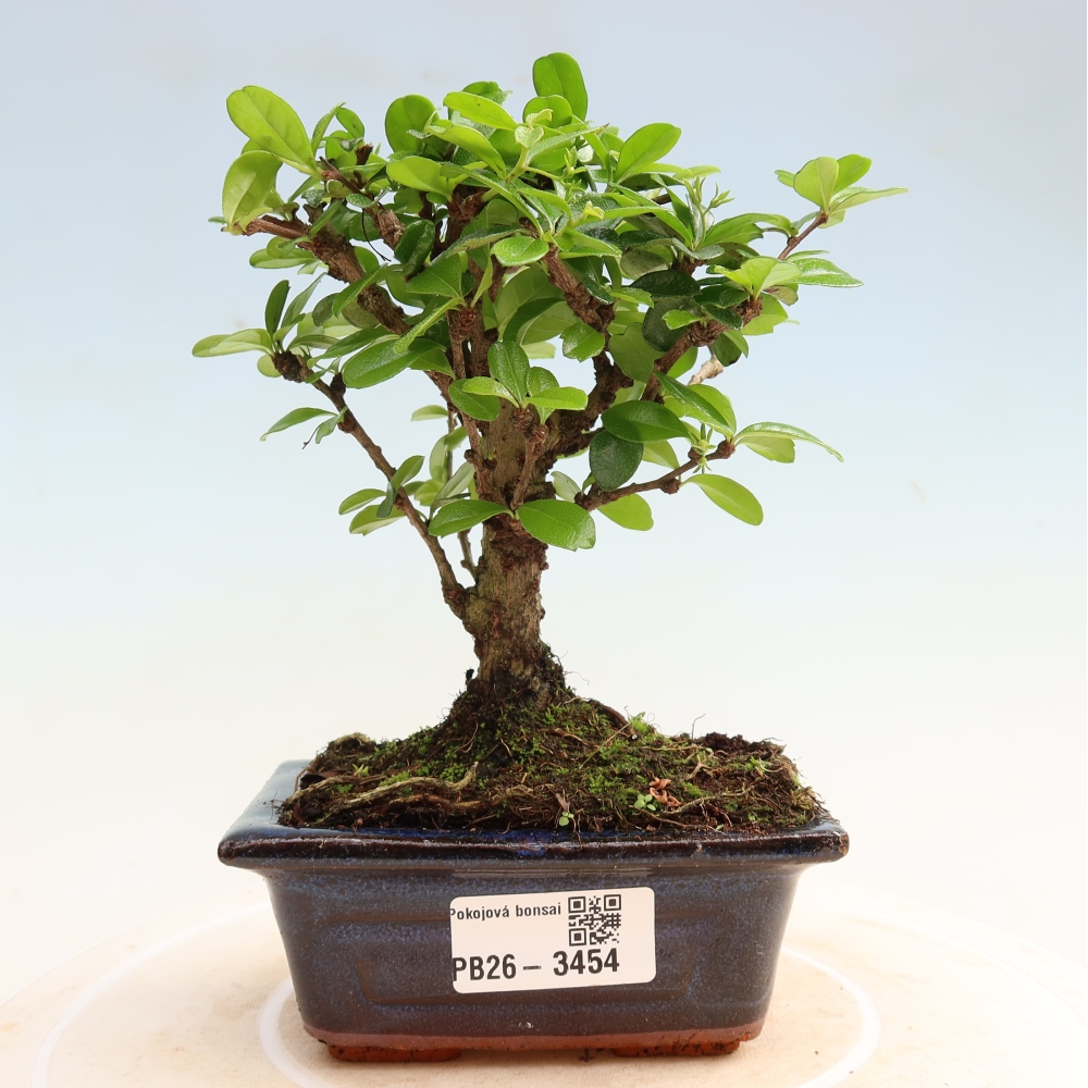 Izbové bonsaje - Carmona macrophylla - Tea fuki