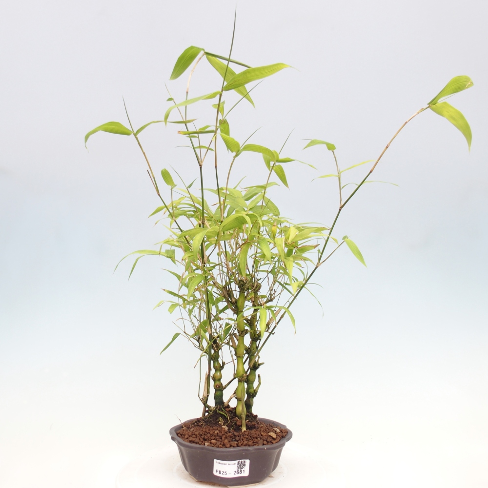 Izbová bonsai - Bambus budha-Bambus budhovo brucho