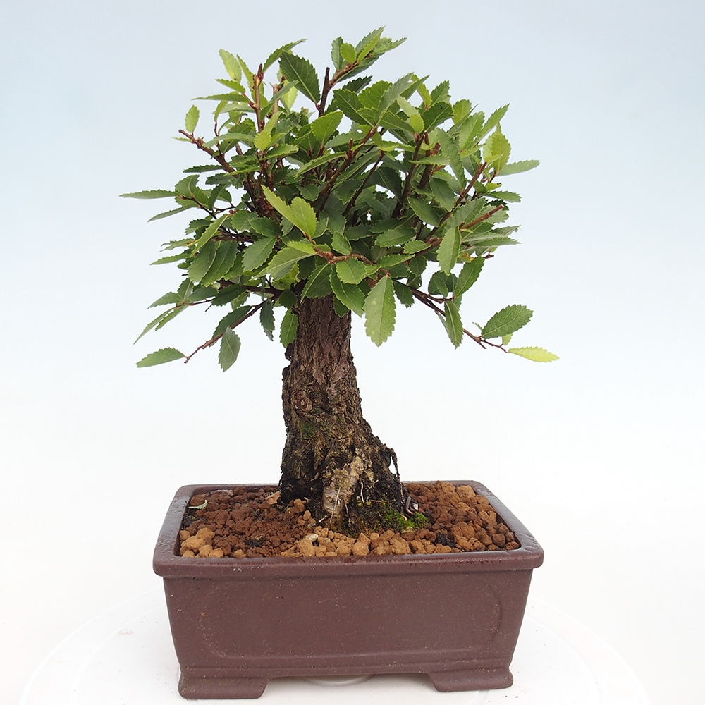 Vonkajšie bonsai - Zelkova - Zelkova Nirom