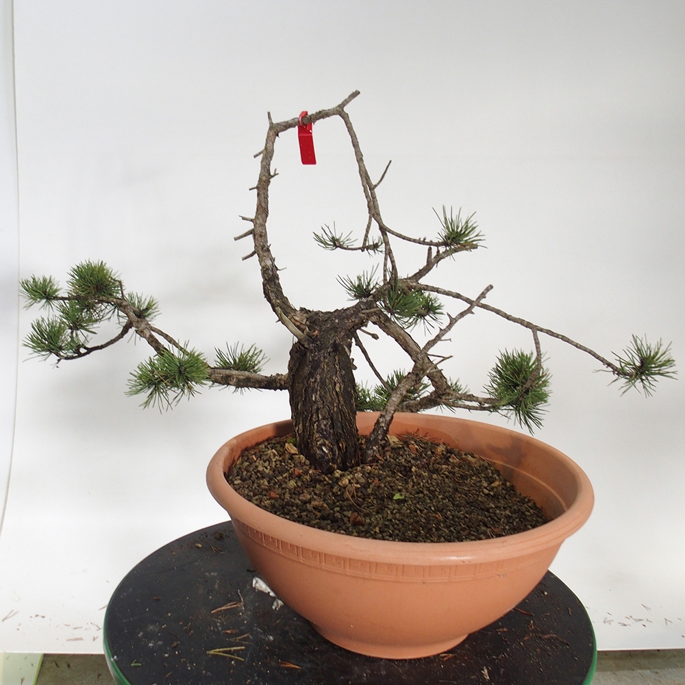 Yamadori - Pinus sylvestris Španielsko