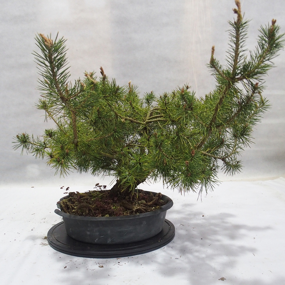 Yamadori - Pinus sylvestris 