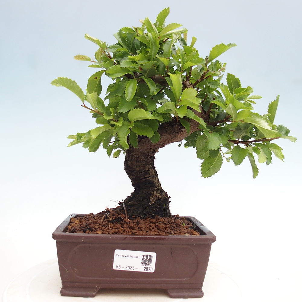 Vonkajšie bonsai - Zelkova - Zelkova Nirom
