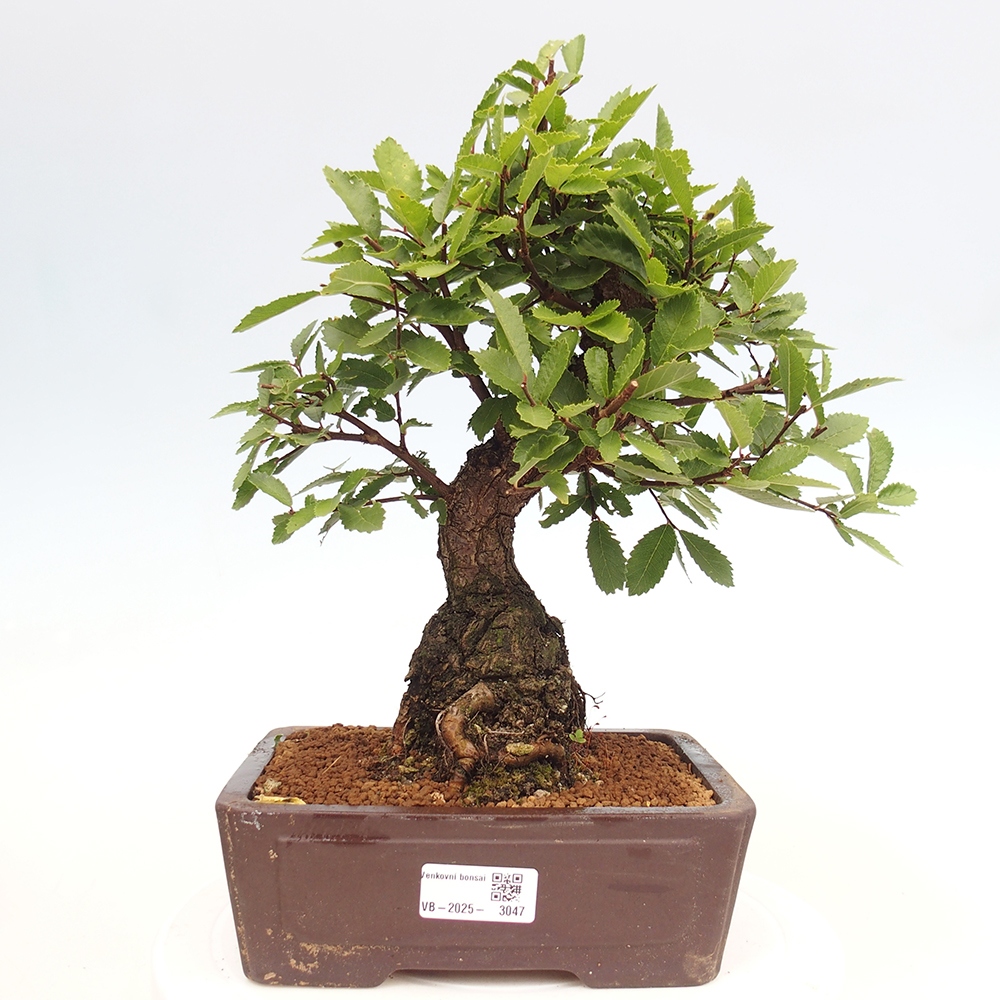 Vonkajšie bonsai - Zelkova - Zelkova serrata