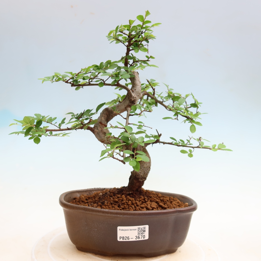 Izbový bonsaj - Ulmus parvifolia - brest malolistý