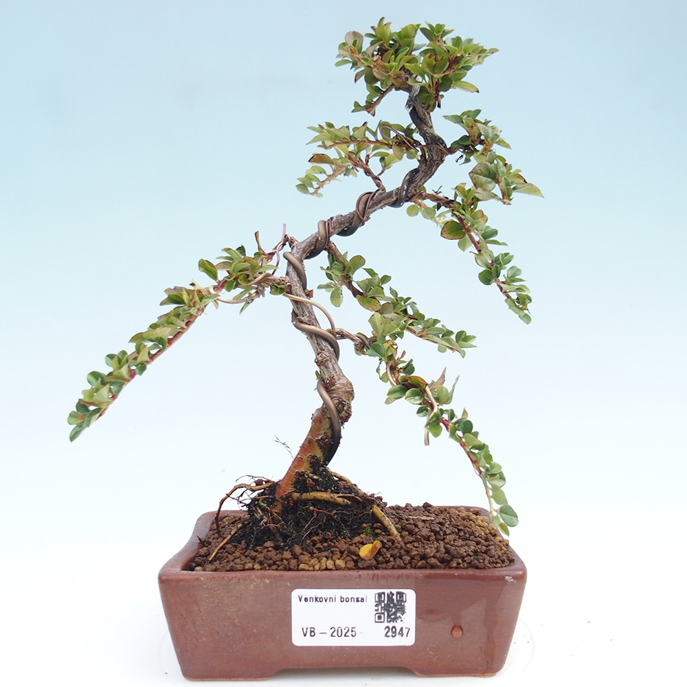 Vonkajší bonsai - Cotoneaster horizontalis - Skalník
